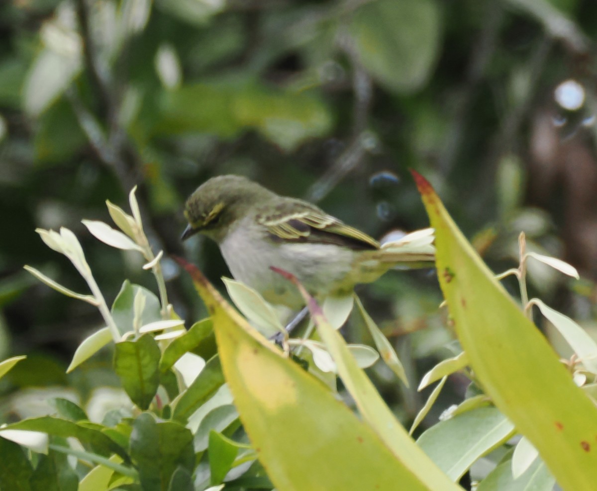 Golden-faced Tyrannulet - ML640941830