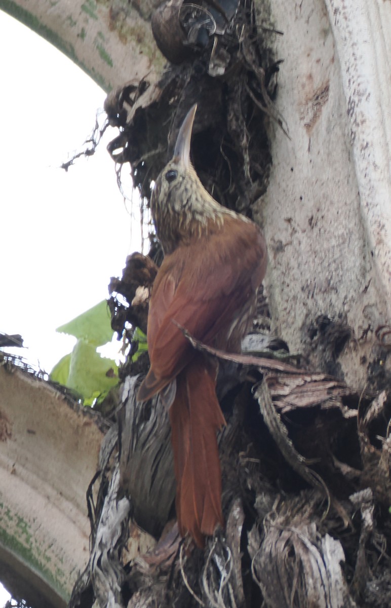 Streak-headed Woodcreeper - ML640941831