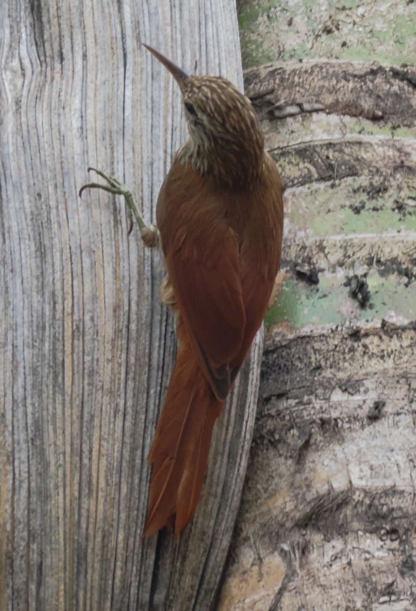 Streak-headed Woodcreeper - ML640941832