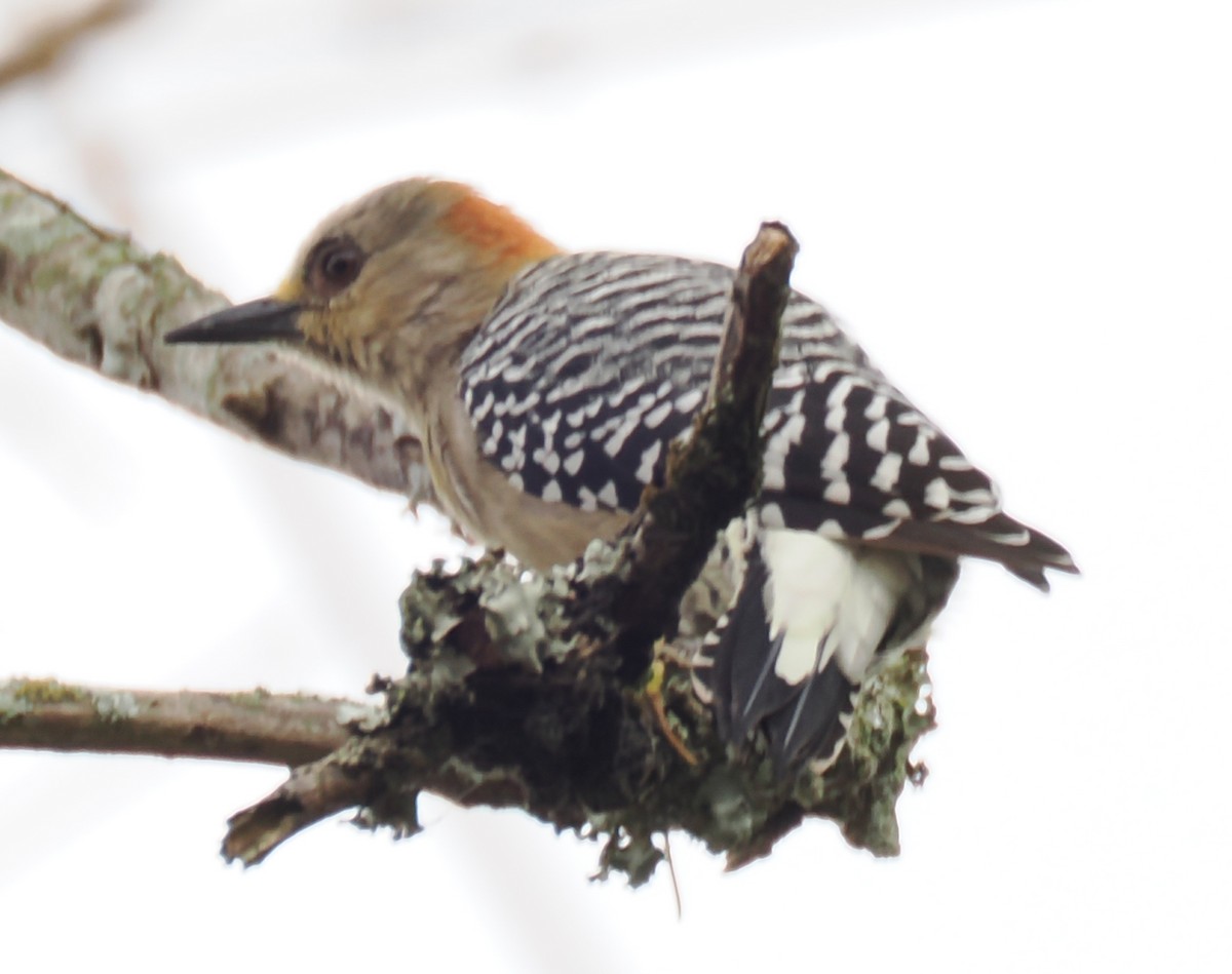 Red-crowned Woodpecker - ML640941837