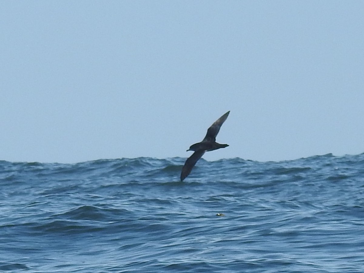 Pink-footed Shearwater - ML640941842