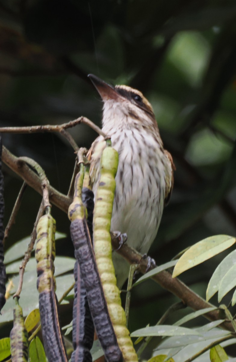 Streaked Flycatcher - ML640941845
