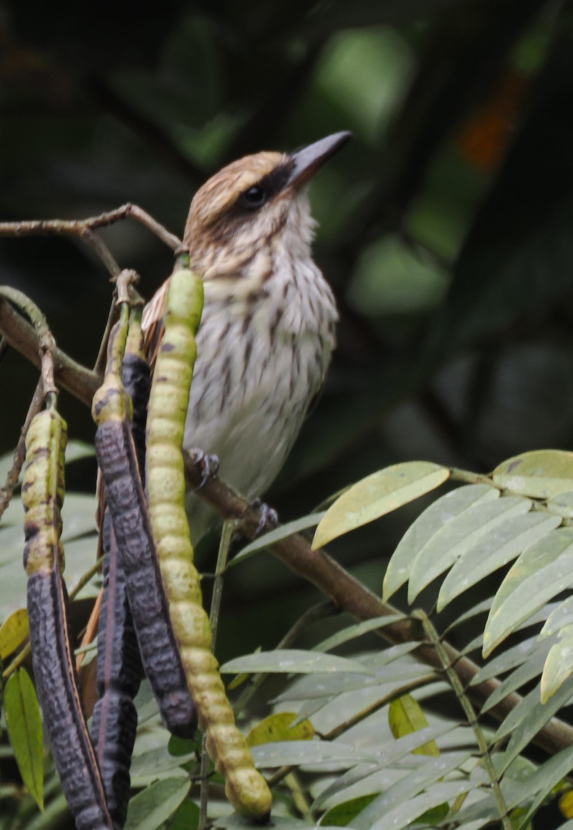 Streaked Flycatcher - ML640941846