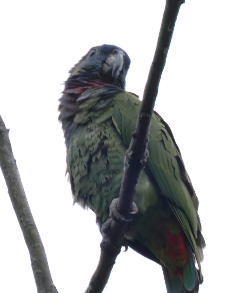 Blue-headed Parrot - ML640941855