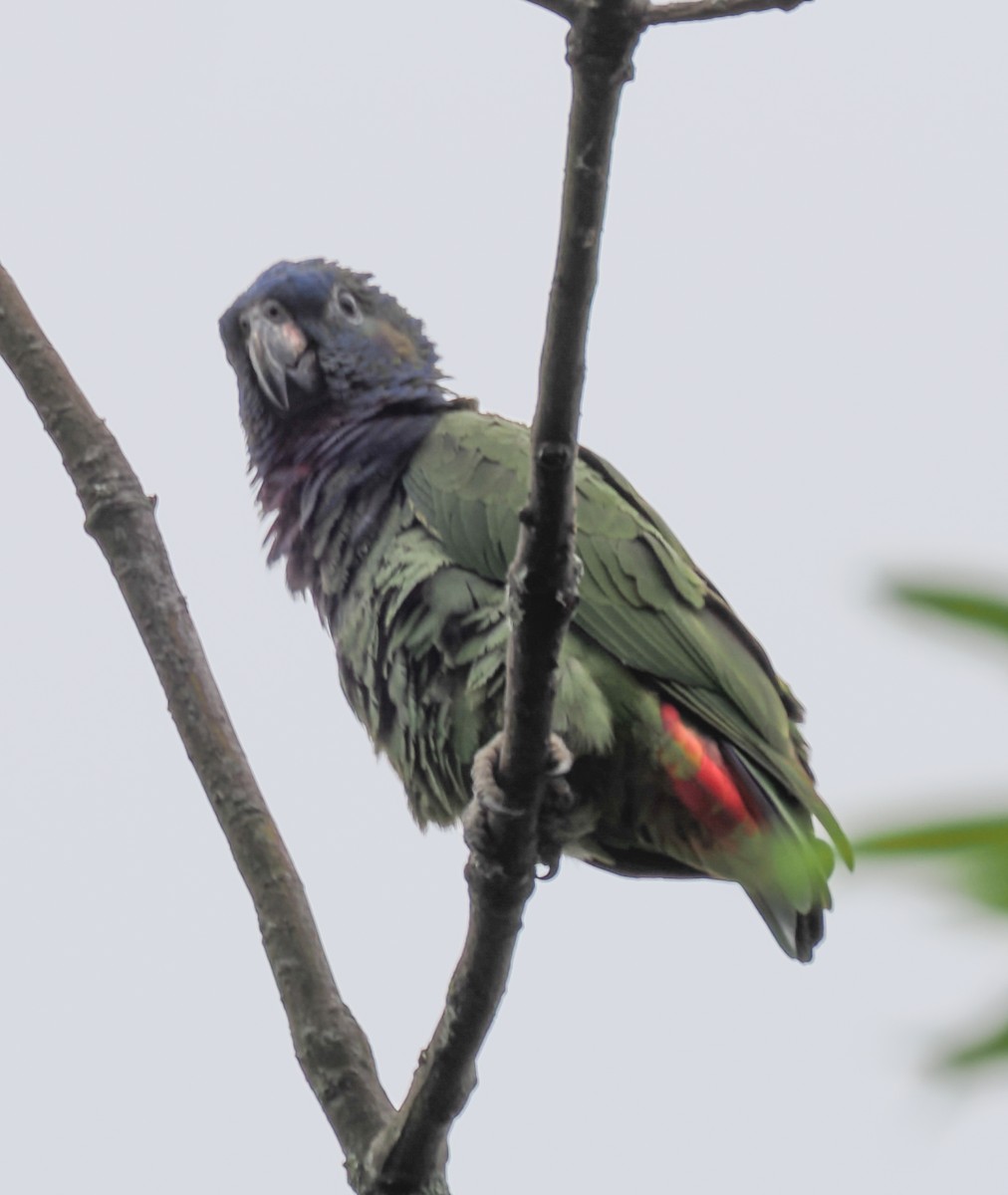 Blue-headed Parrot - ML640941856