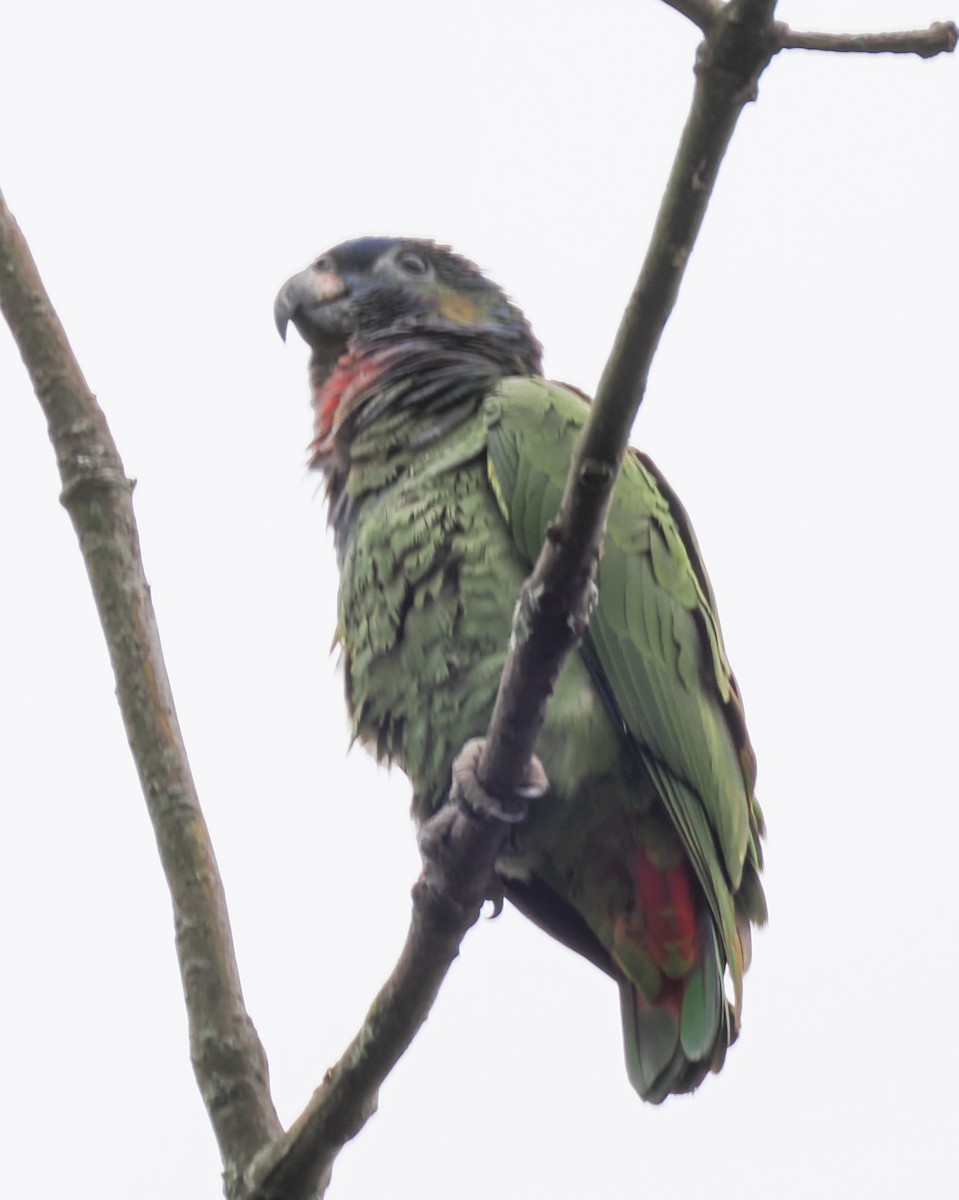 Blue-headed Parrot - ML640941857