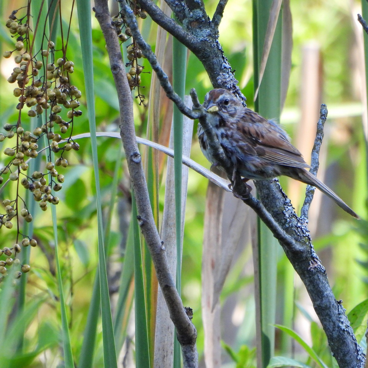Song Sparrow - ML640941867