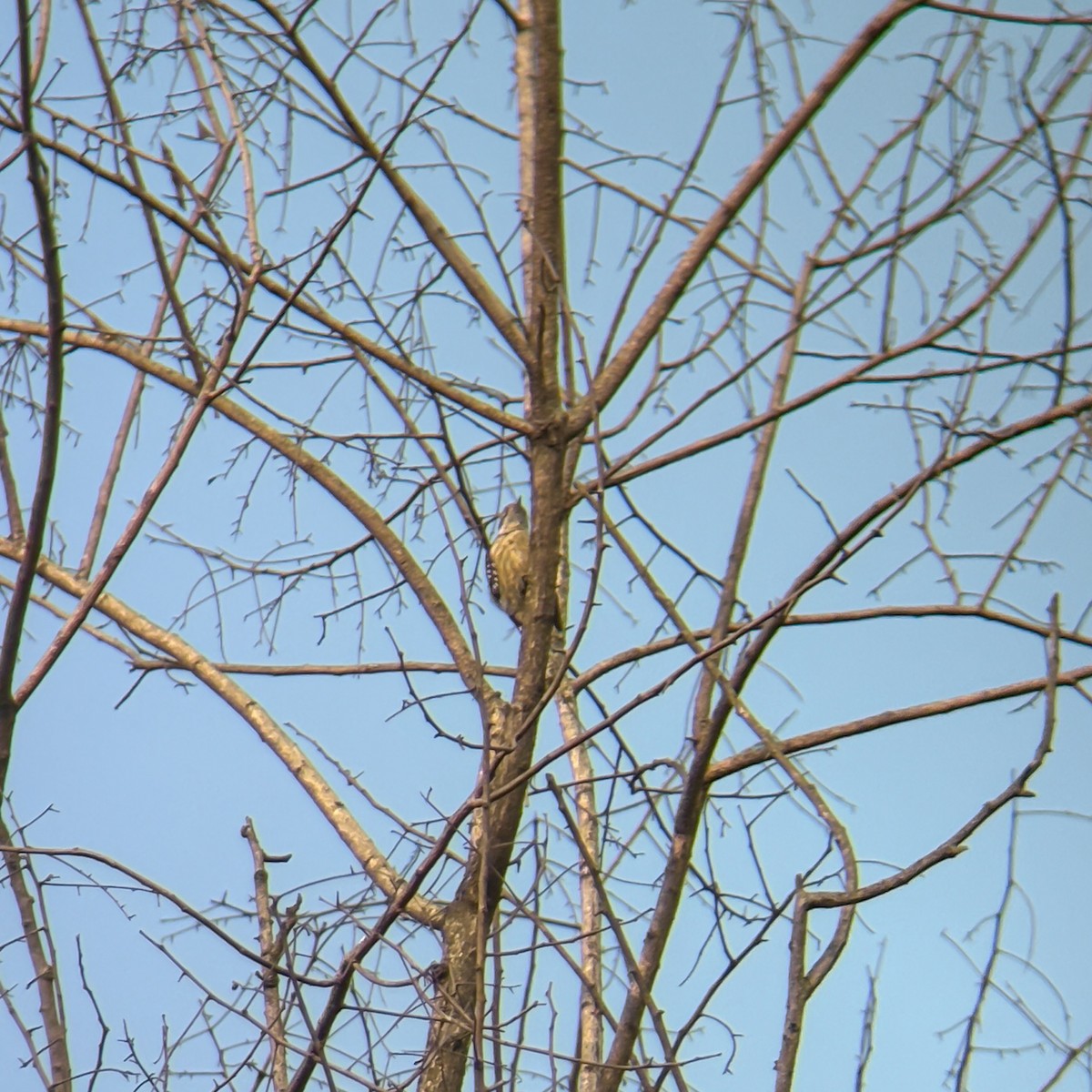 Brown-capped Pygmy Woodpecker - ML640941868