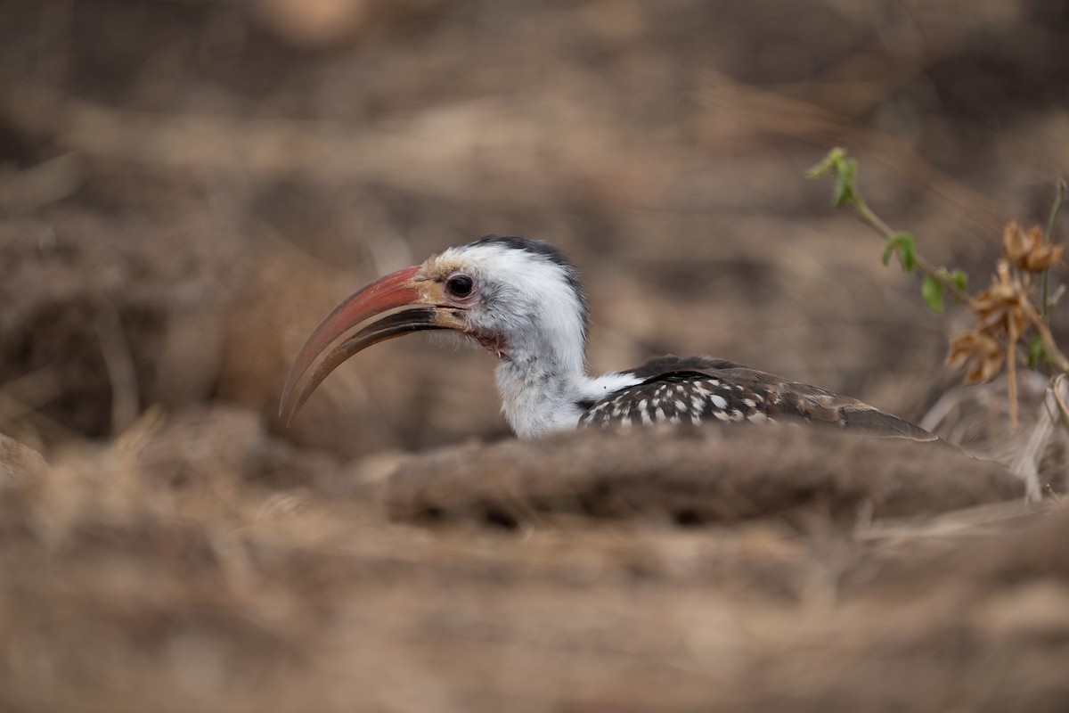 Northern Red-billed Hornbill - ML640941879