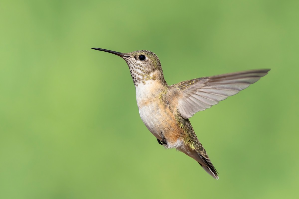 Calliope Hummingbird - ML640941906