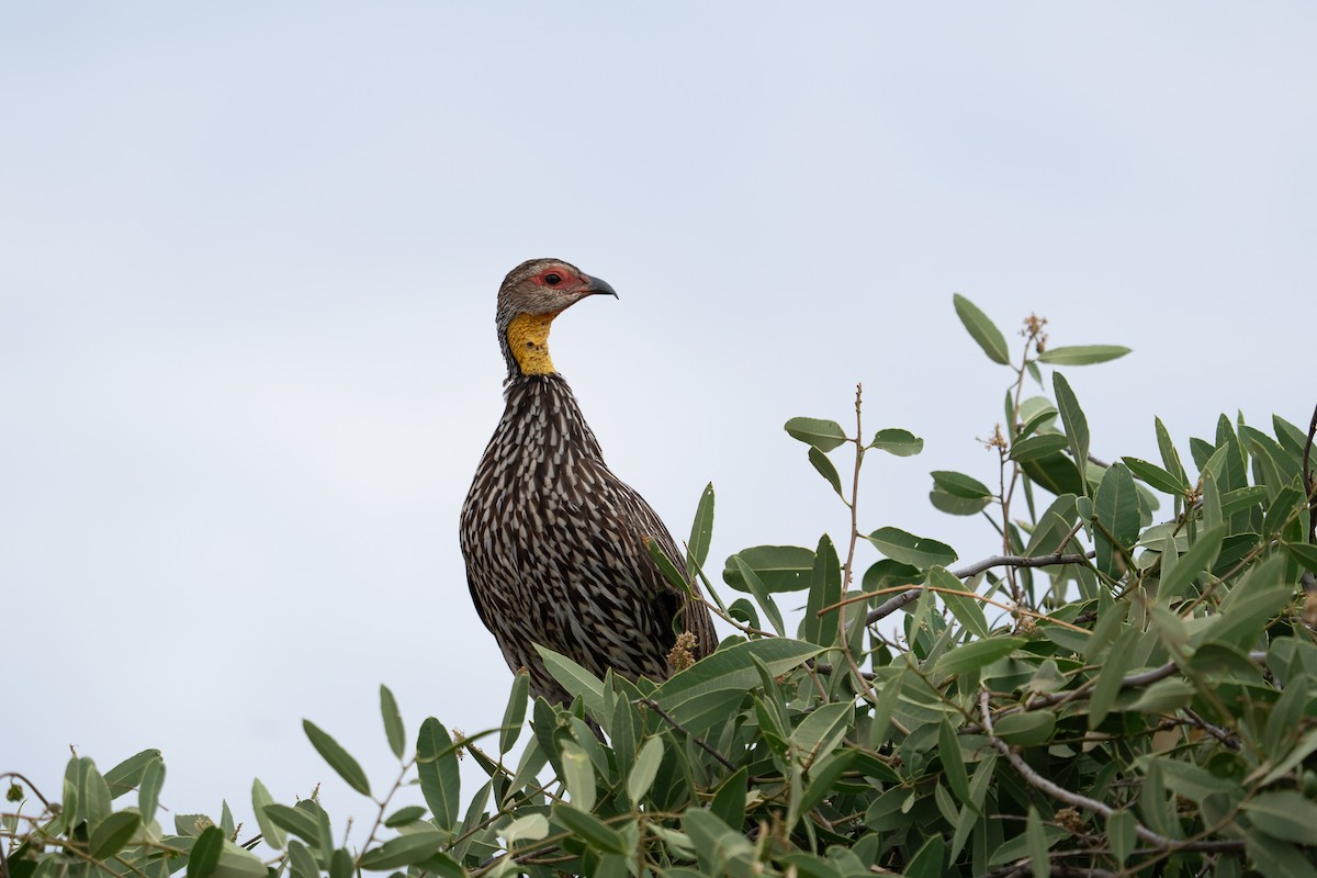 Yellow-necked Spurfowl - ML640941915