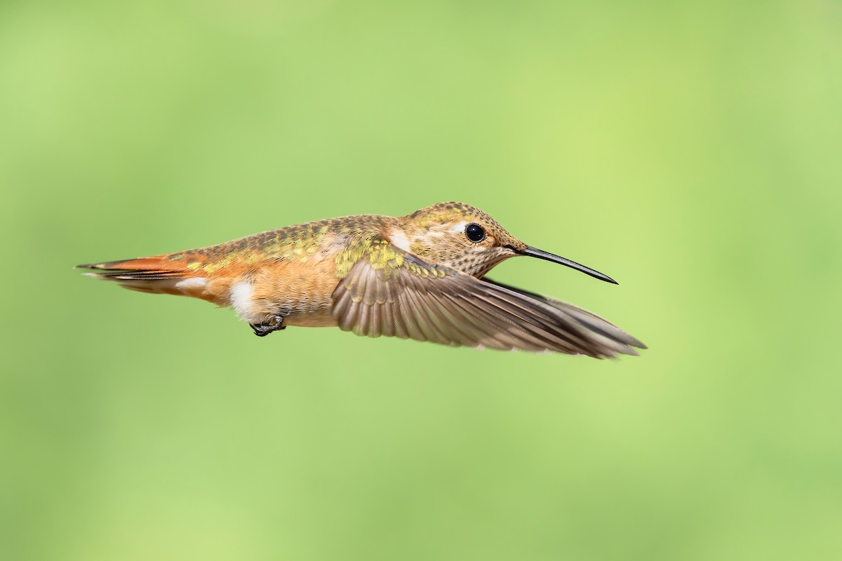Rufous Hummingbird - ML640941923