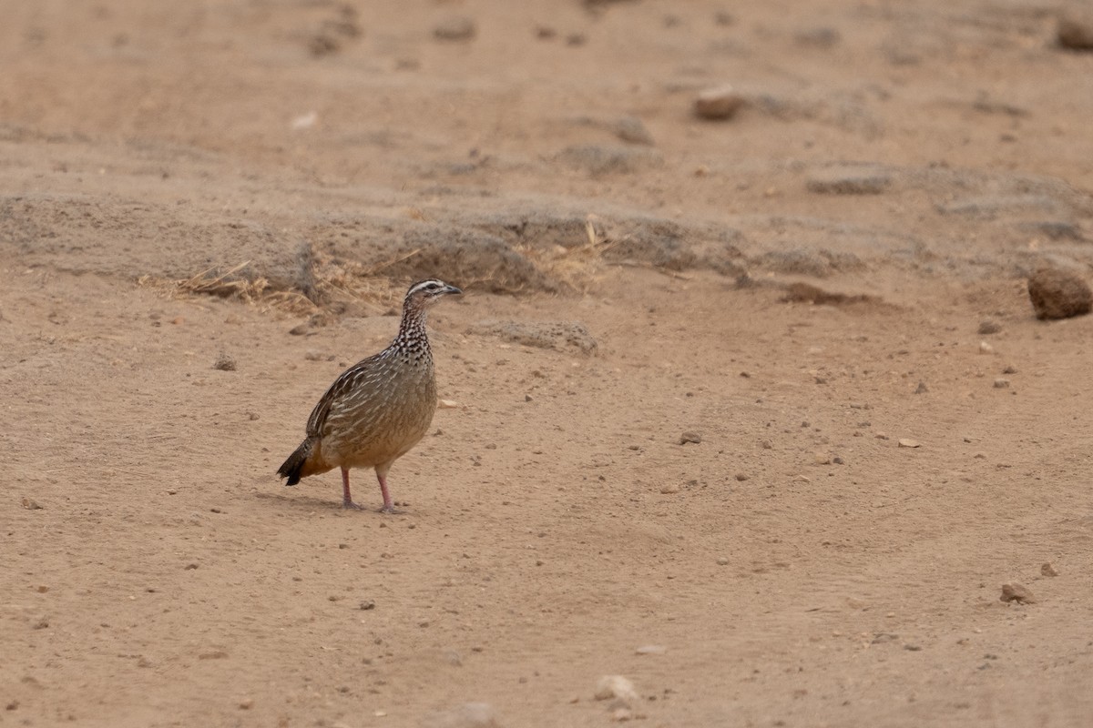 Crested Francolin - ML640941940