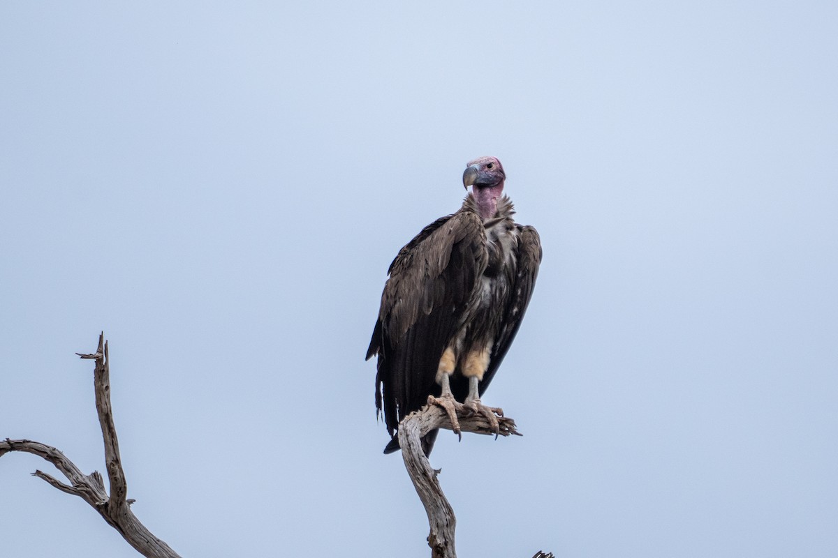 Lappet-faced Vulture - ML640941951