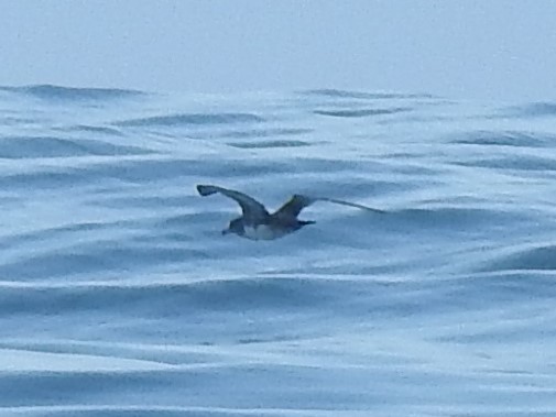 Pink-footed Shearwater - ML640941959