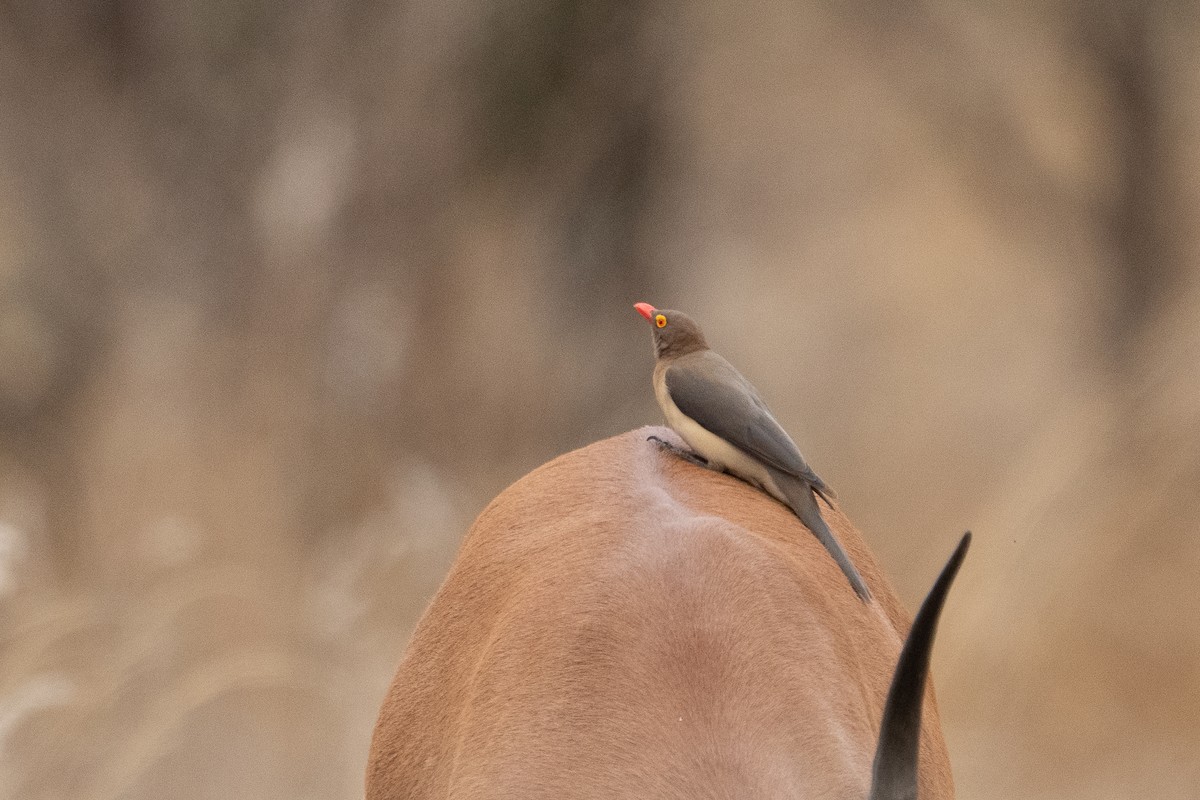 アカハシウシツツキ - ML640941961