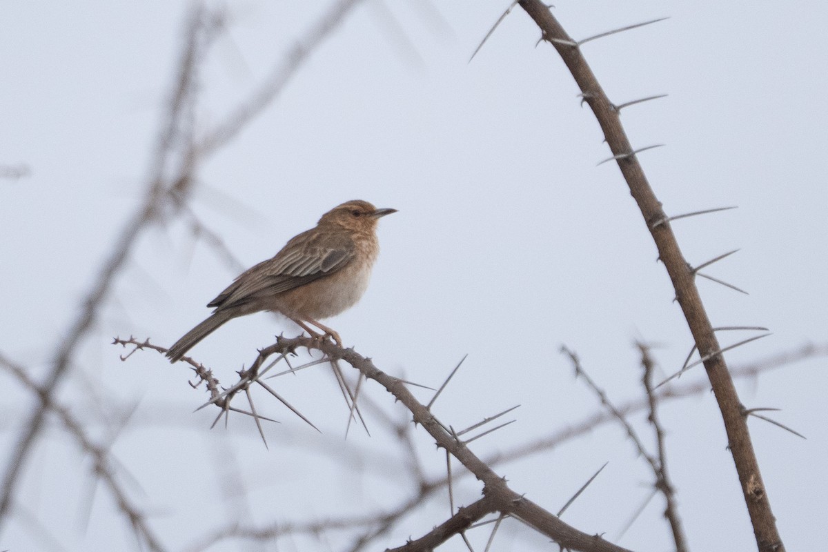 Pink-breasted Lark - ML640941989