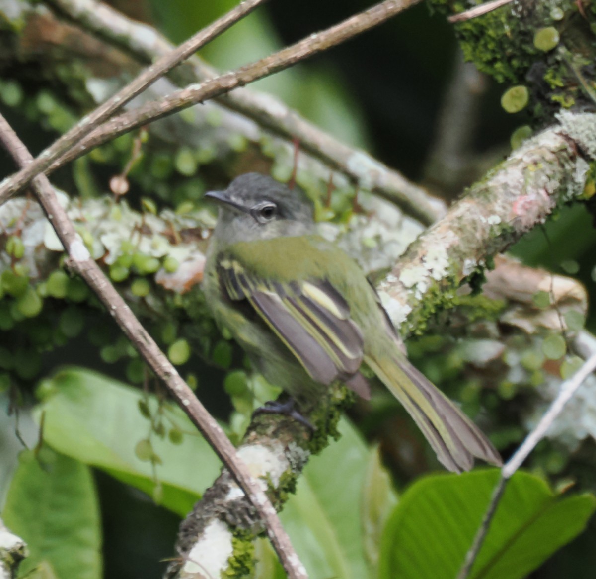 Greenish Elaenia - ML640942004