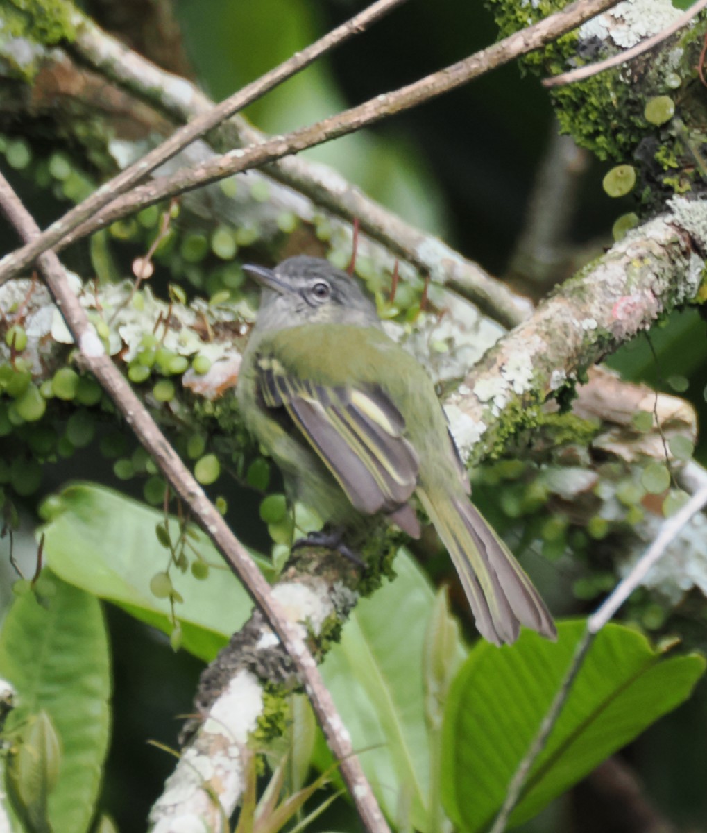 Greenish Elaenia - ML640942005