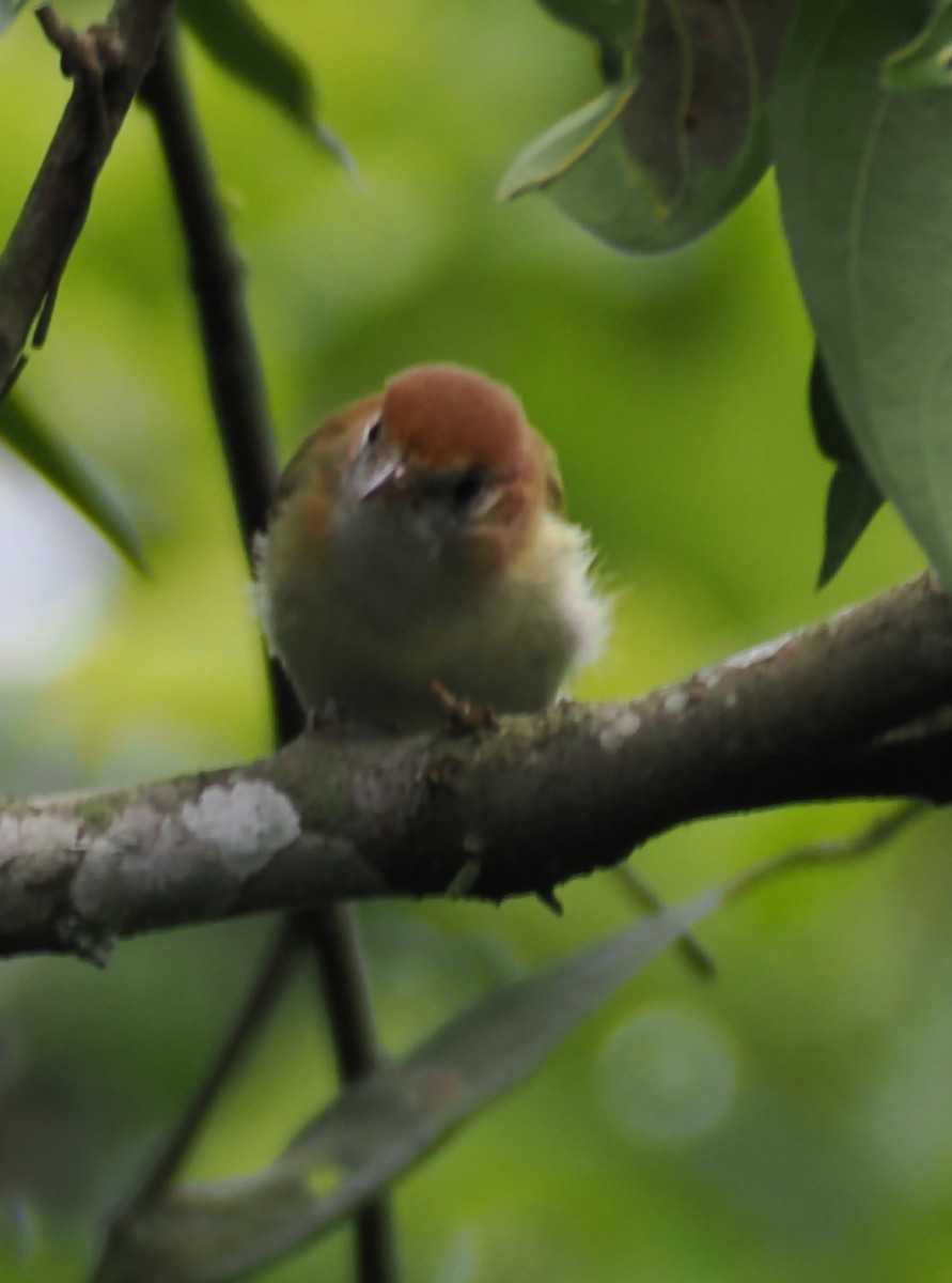 Rufous-naped Greenlet - ML640942031