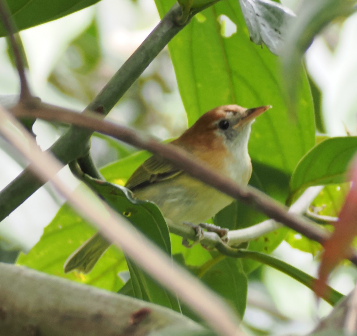 Rufous-naped Greenlet - ML640942032