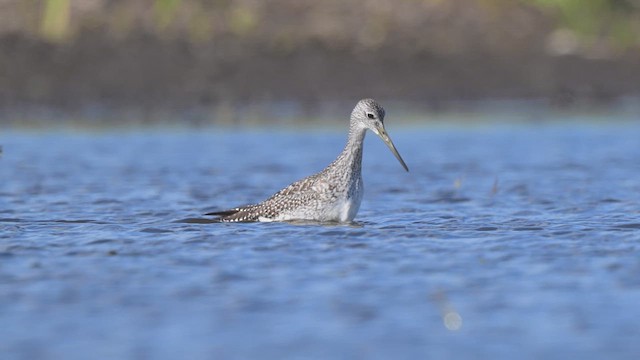 Greater Yellowlegs - ML640942034