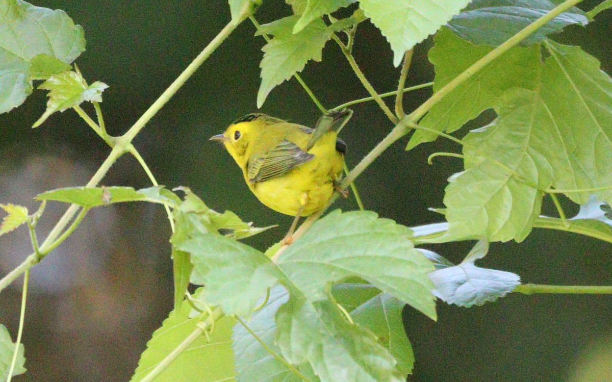 Wilson's Warbler - ML640942037