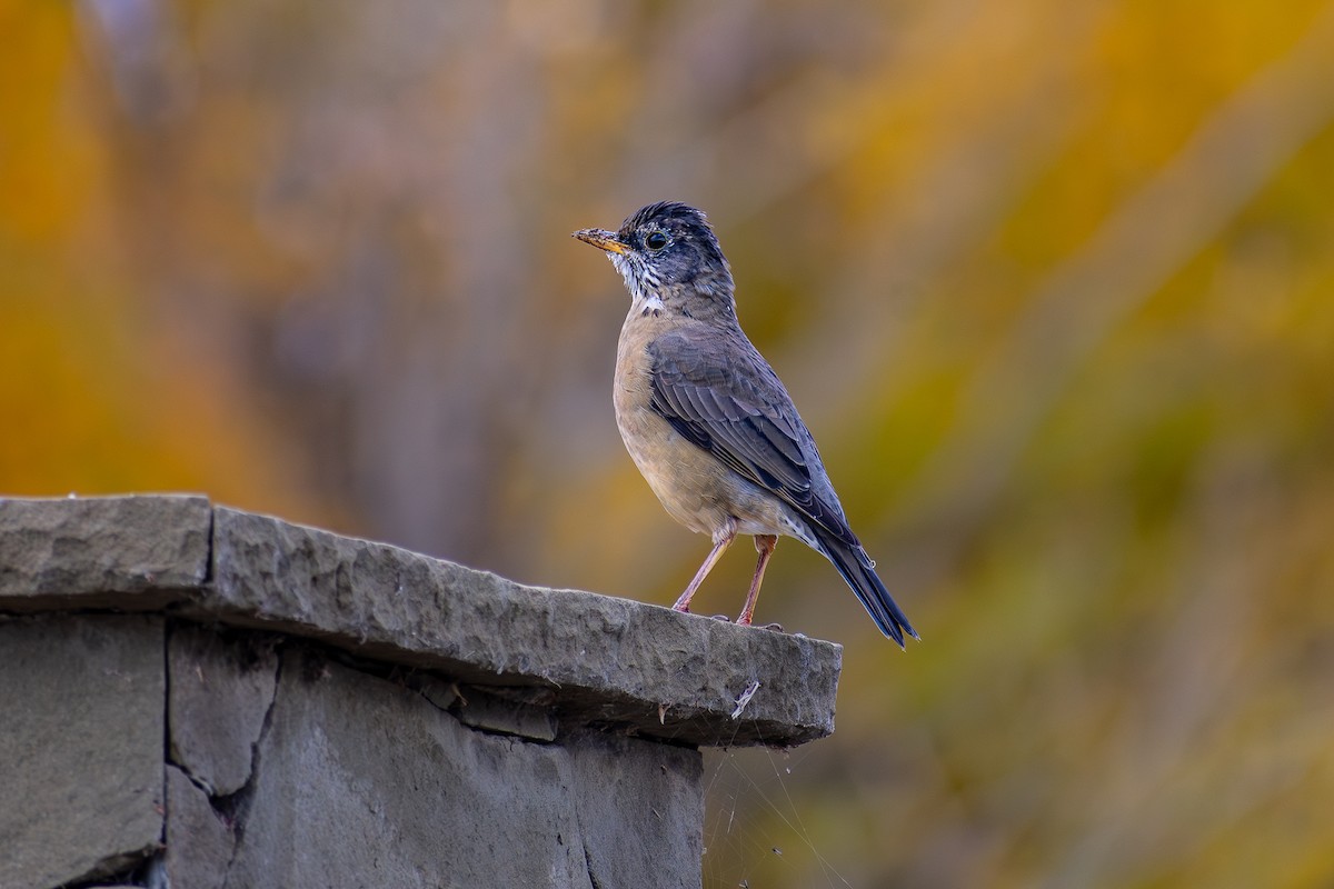 Austral Thrush - ML640942118