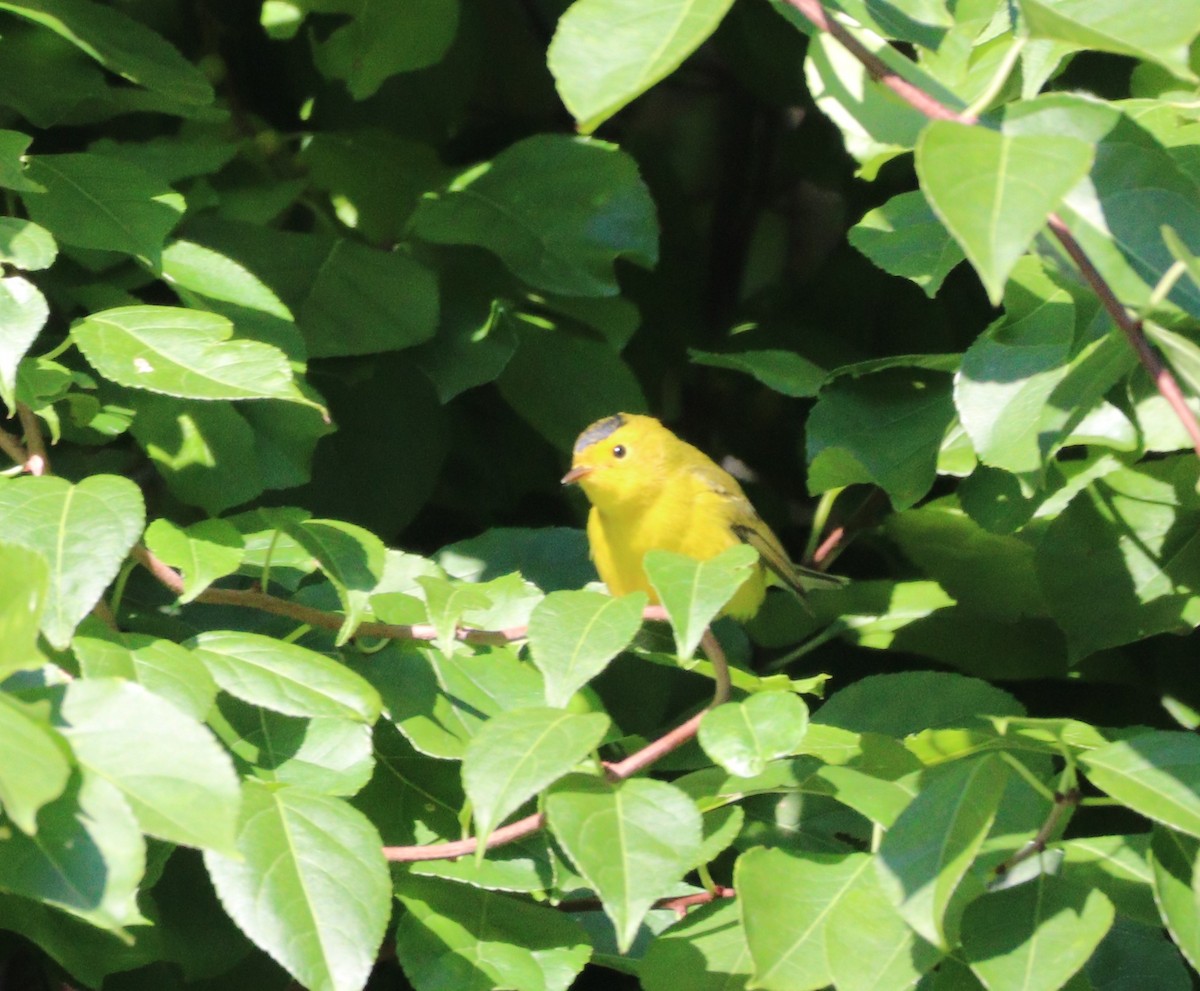 Wilson's Warbler - ML640942202