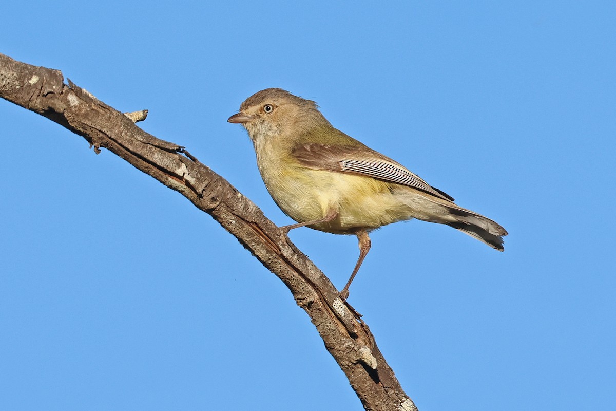 Weebill - ML640942281