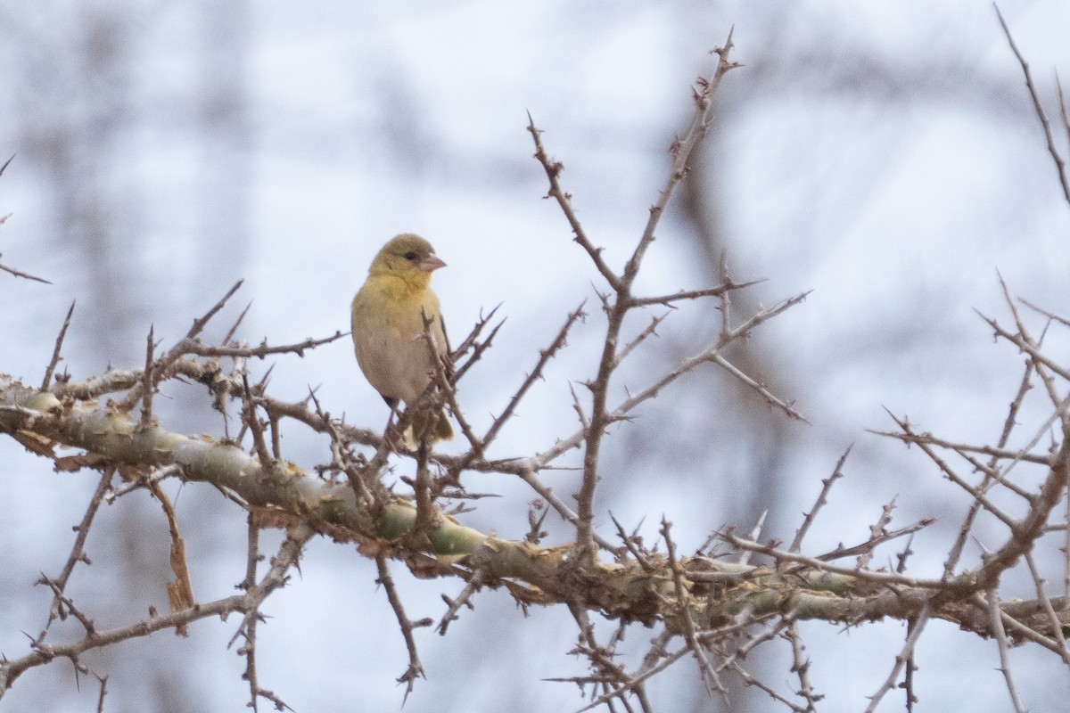 Lesser Masked-Weaver - ML640942303