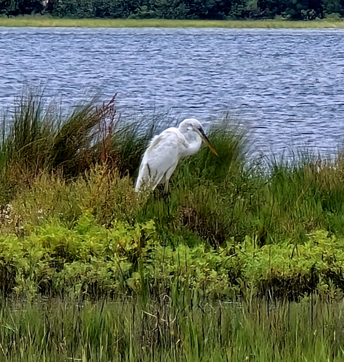 Great Blue Heron (Great White) - ML640942304