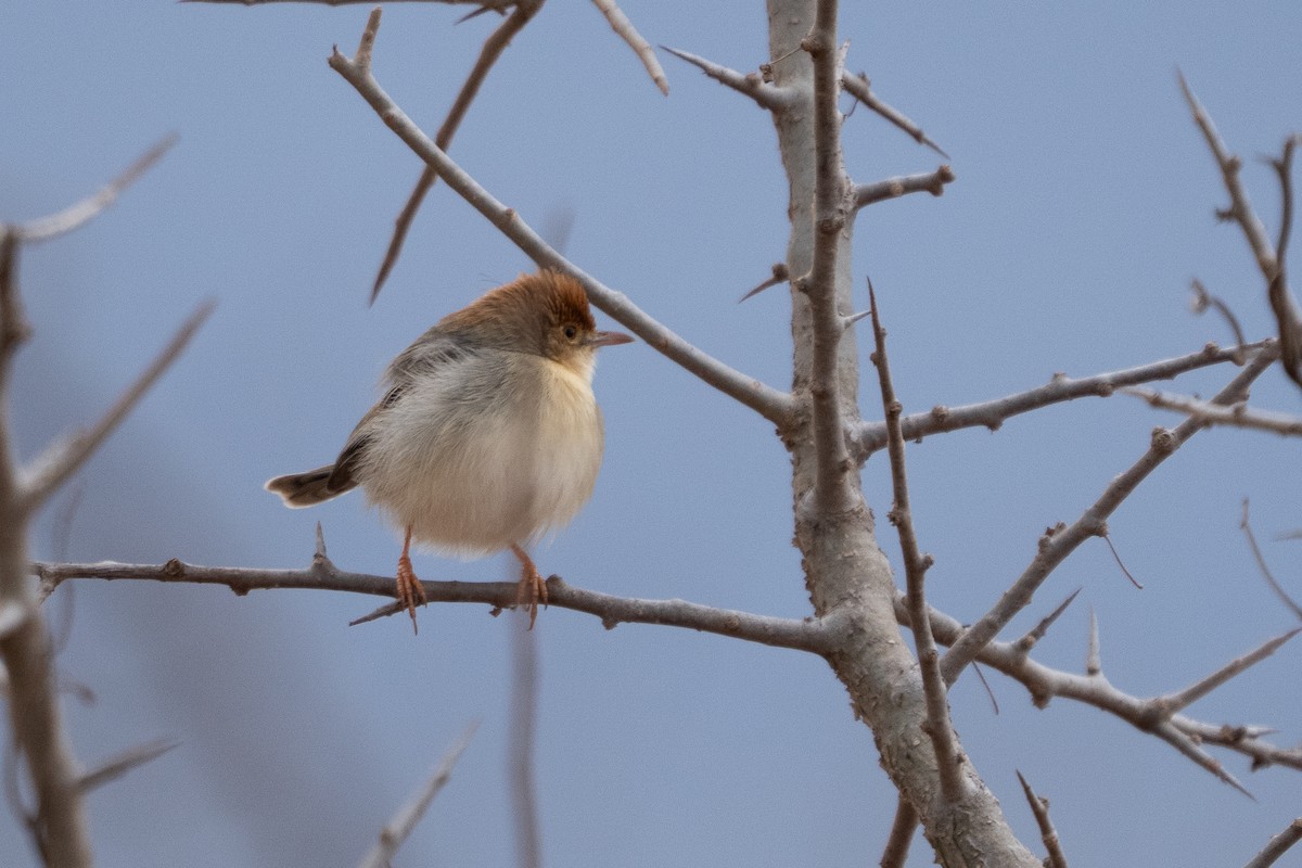 Tiny Cisticola - ML640942351