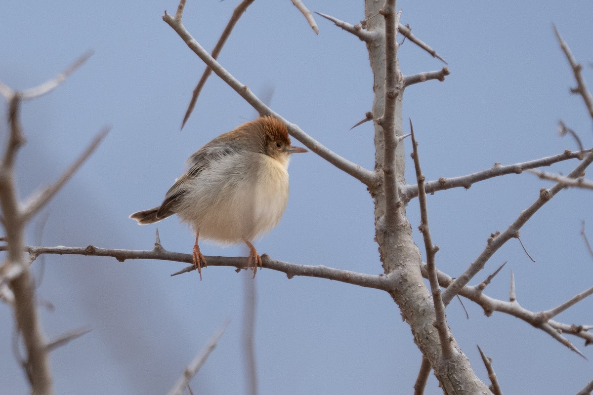 Tiny Cisticola - ML640942352