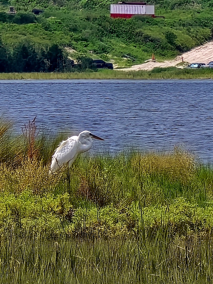 Great Blue Heron (Great White) - ML640942484