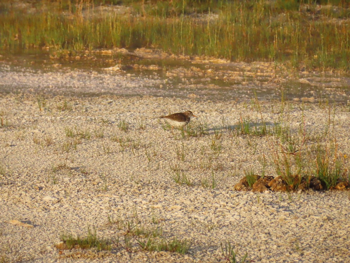 Spotted Sandpiper - ML640942512