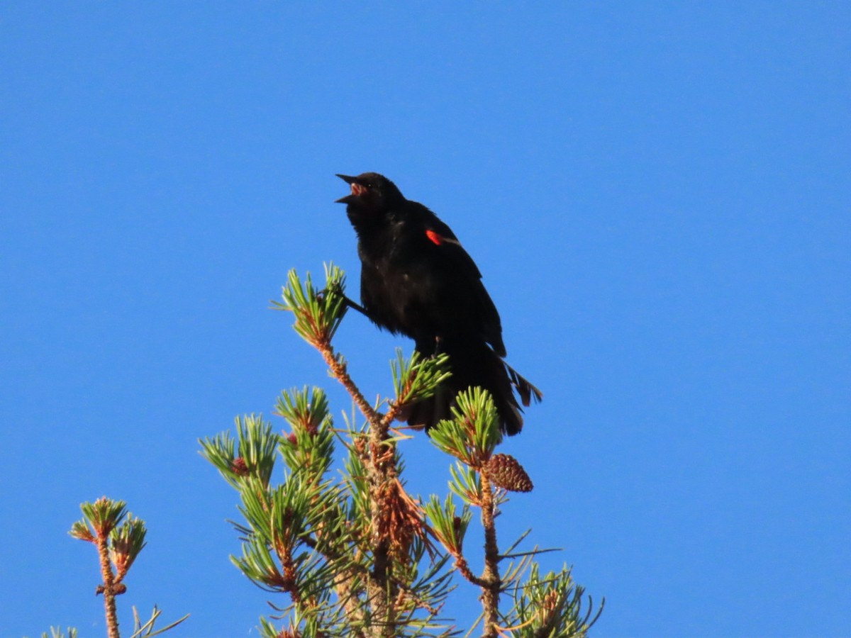 Red-winged Blackbird - ML640942524