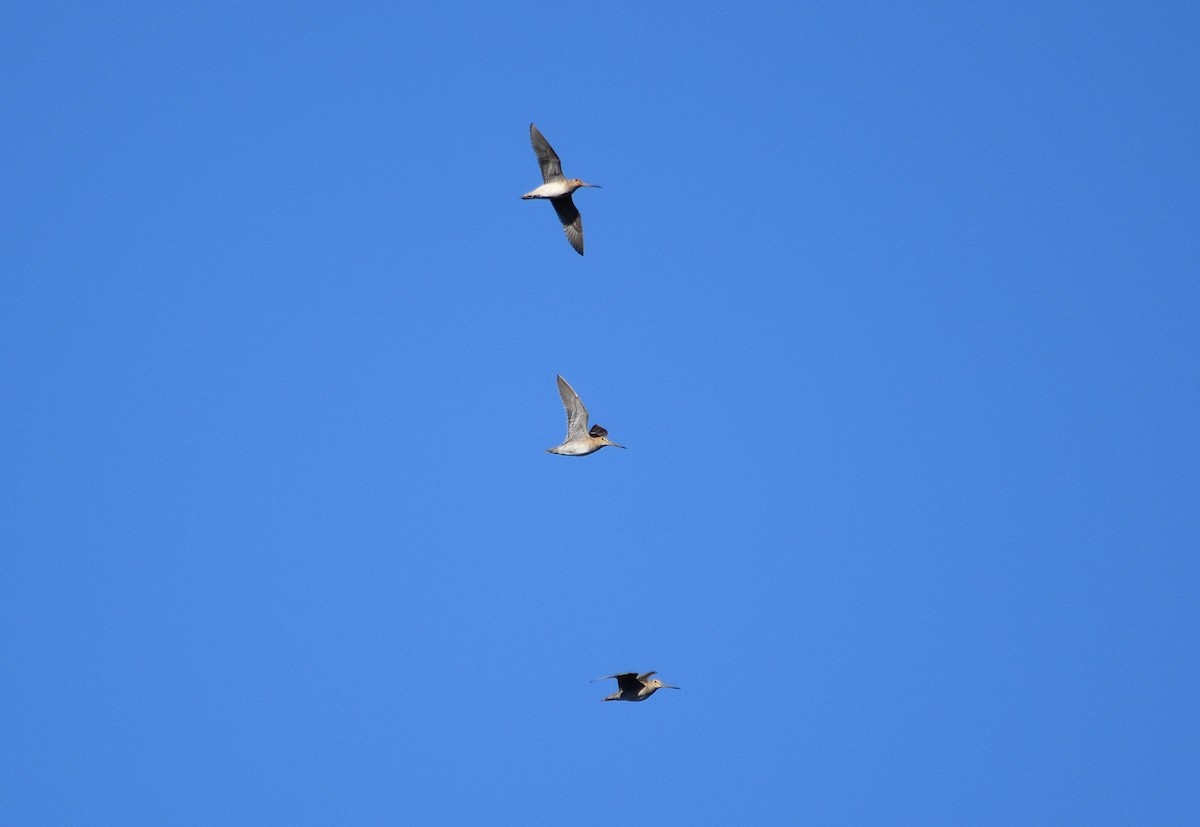 Latham's Snipe - ML640942576