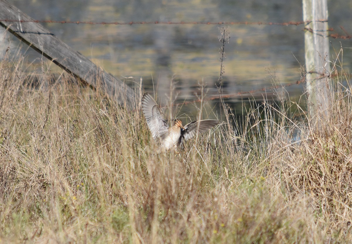 Latham's Snipe - ML640942577