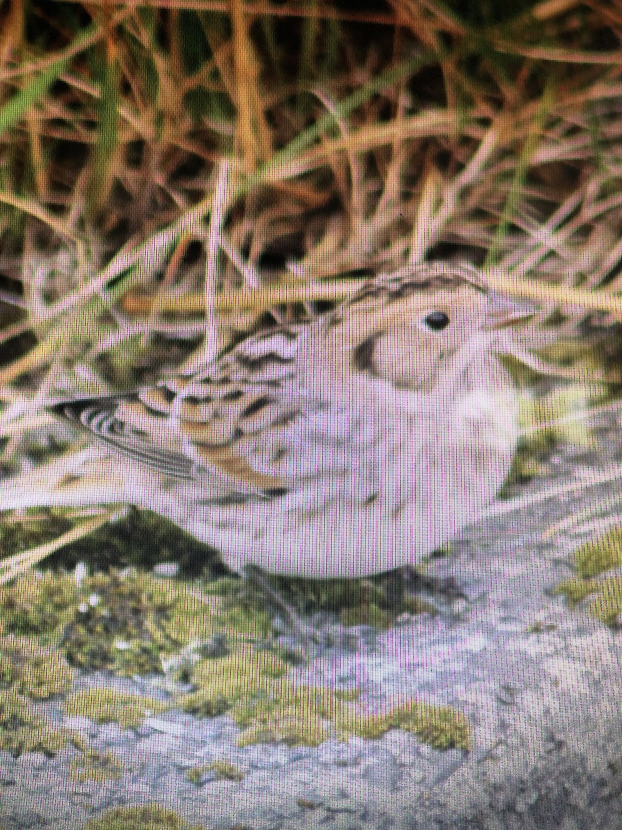 Буулгат хөмрөг - ML640942581