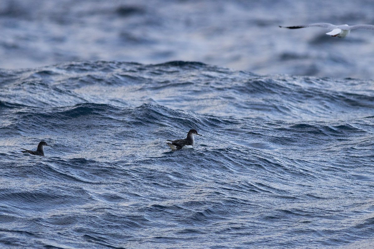Fluttering Shearwater - ML640942655