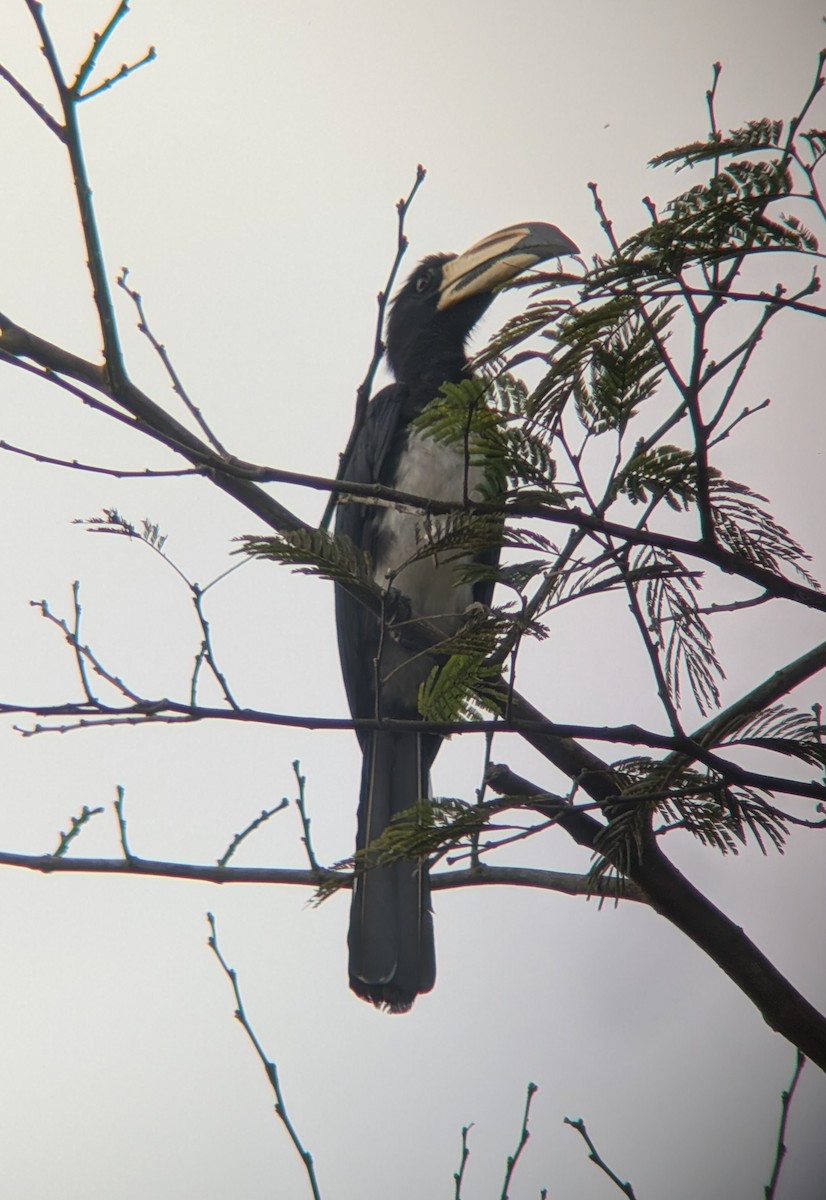 West African Pied Hornbill - ML640942732