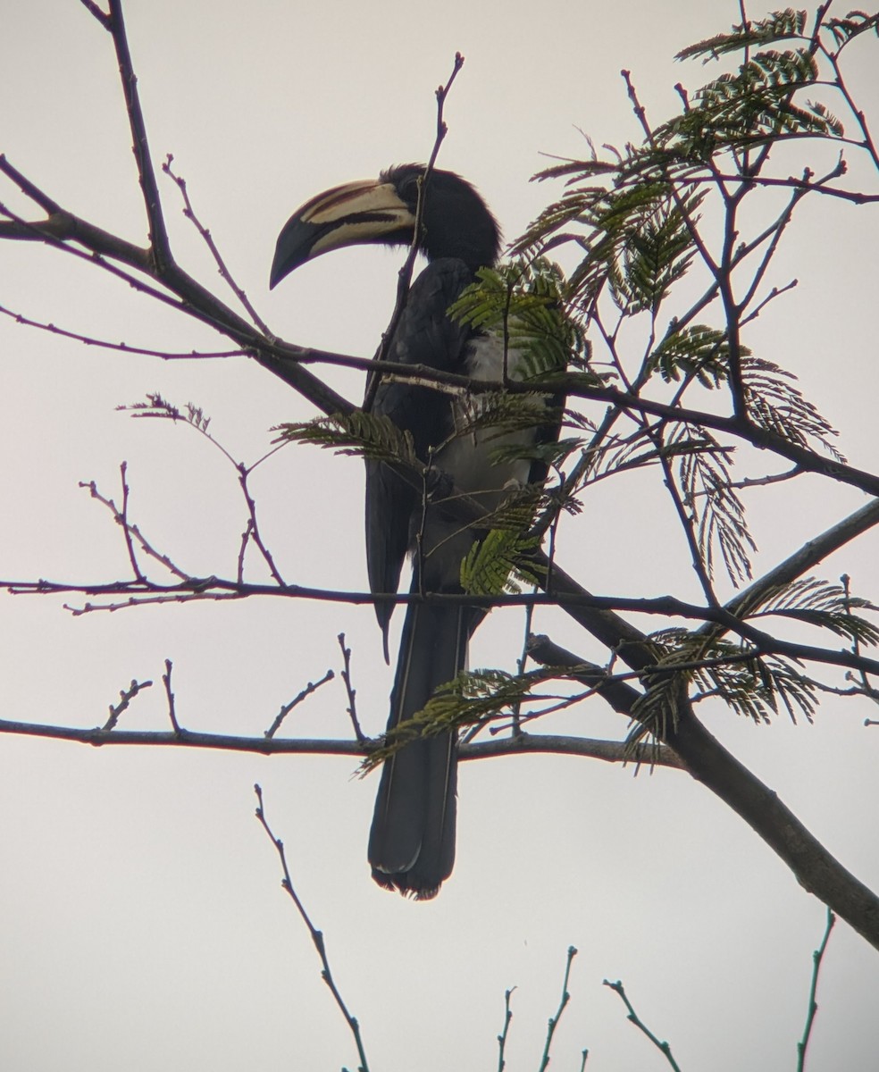 West African Pied Hornbill - ML640942736
