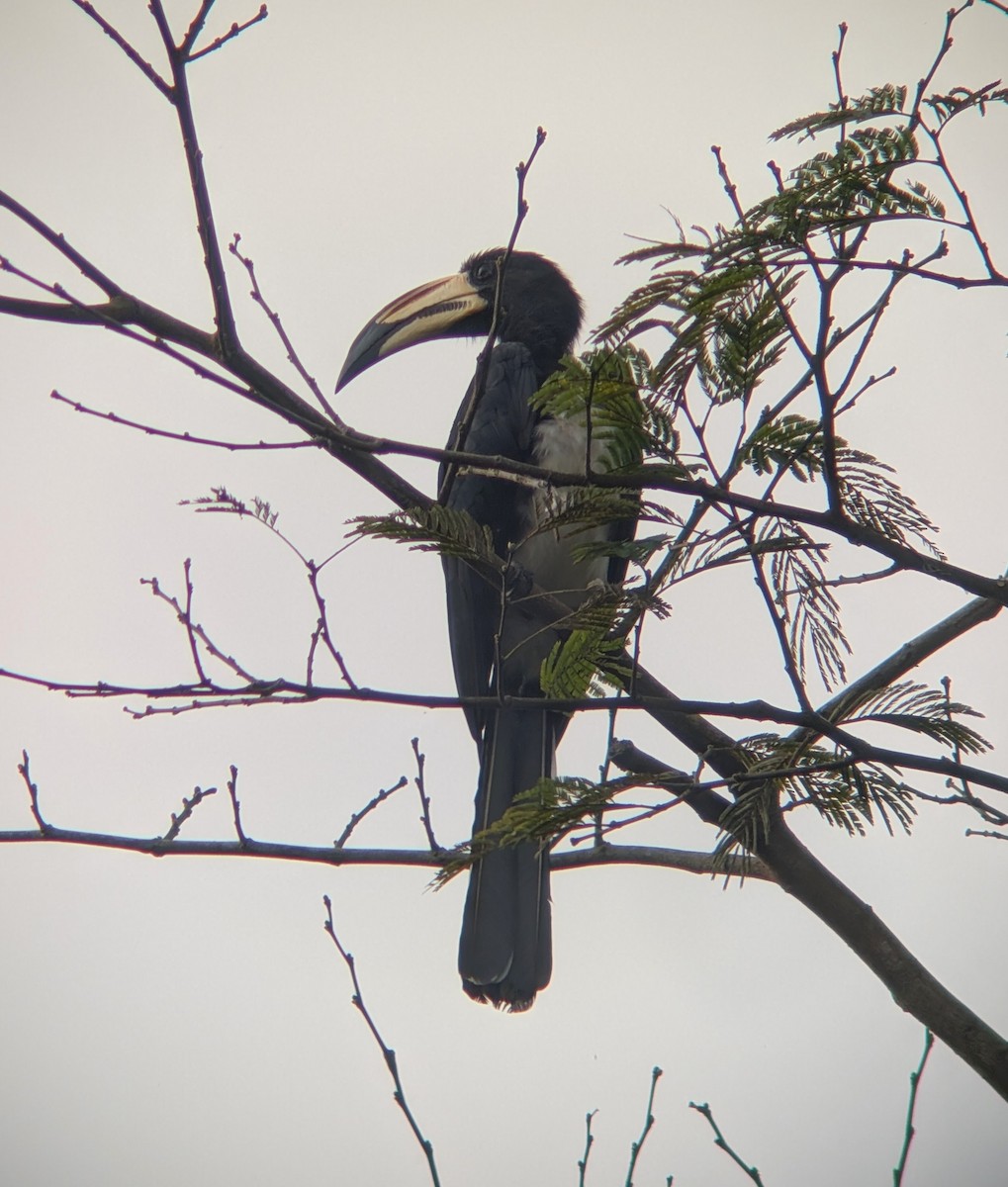 West African Pied Hornbill - ML640942741