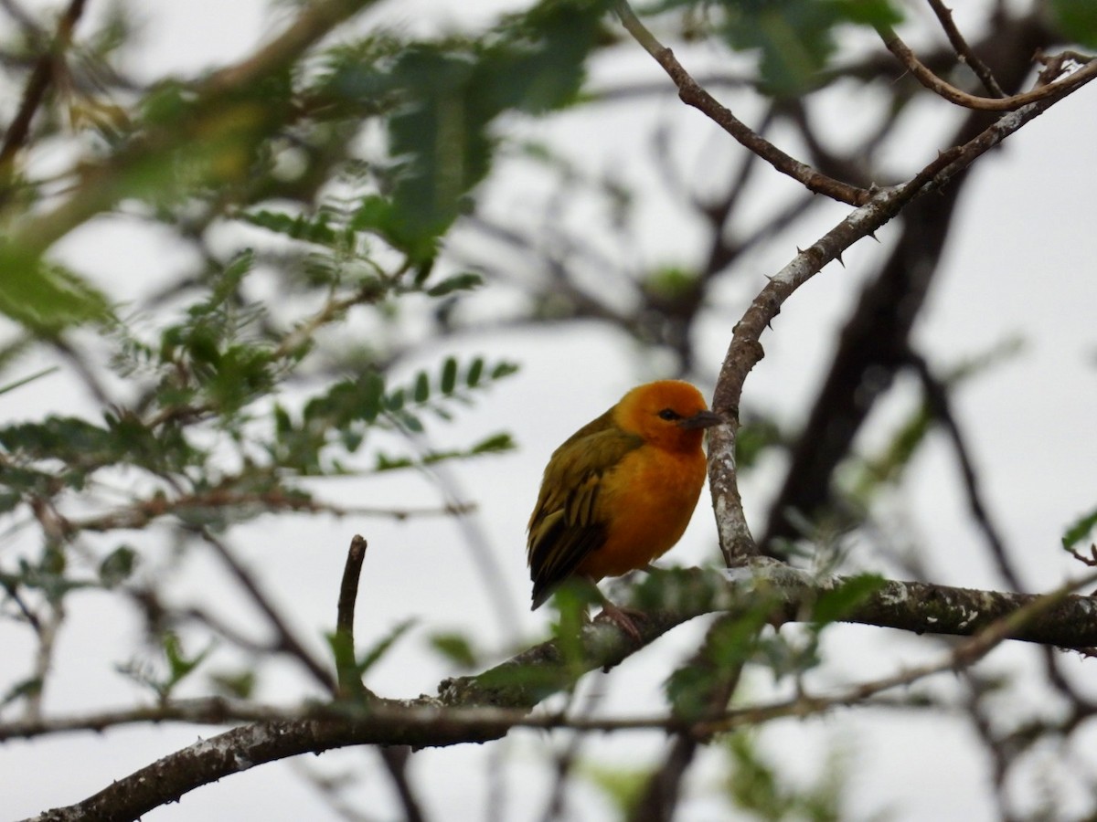 Black-headed Weaver - ML640942764