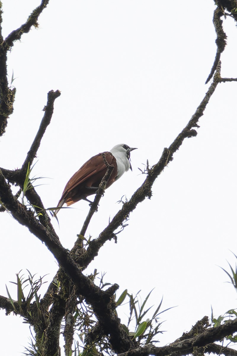 Three-wattled Bellbird - ML640942776