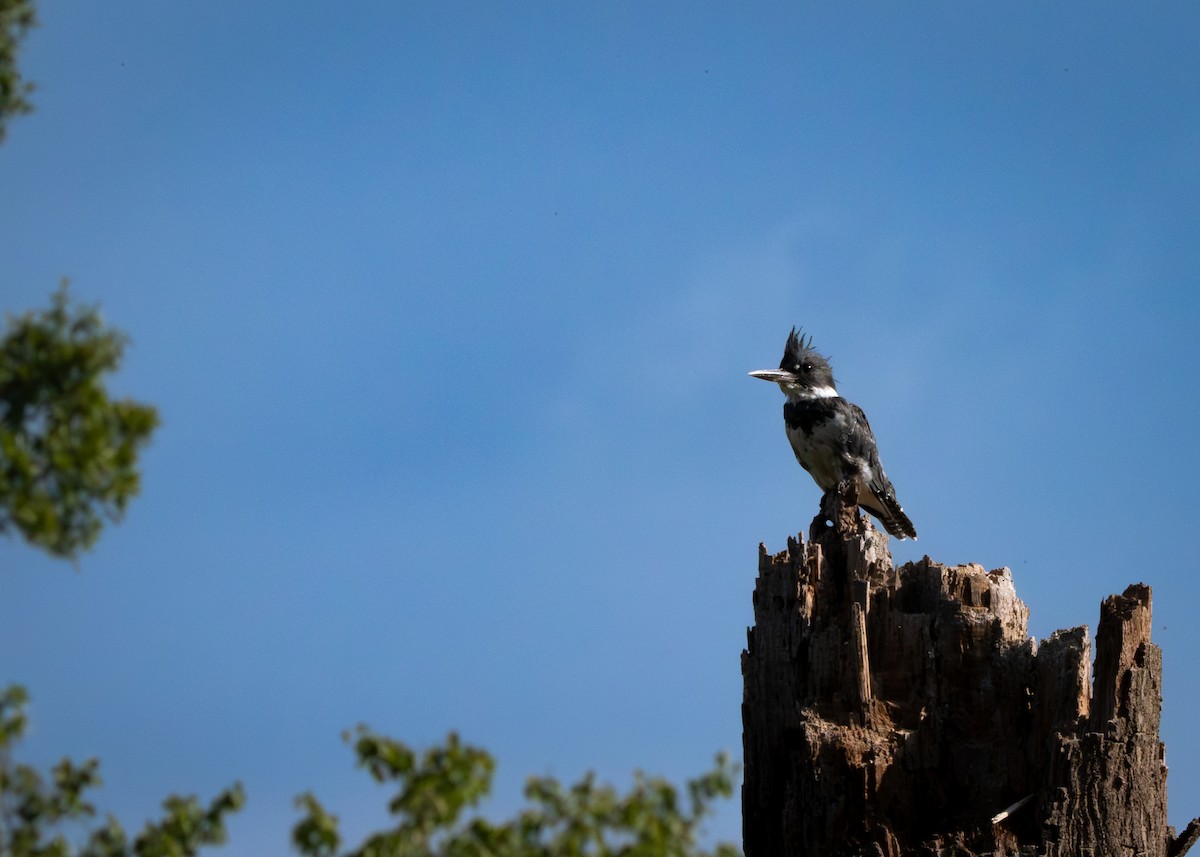 Belted Kingfisher - ML640942781
