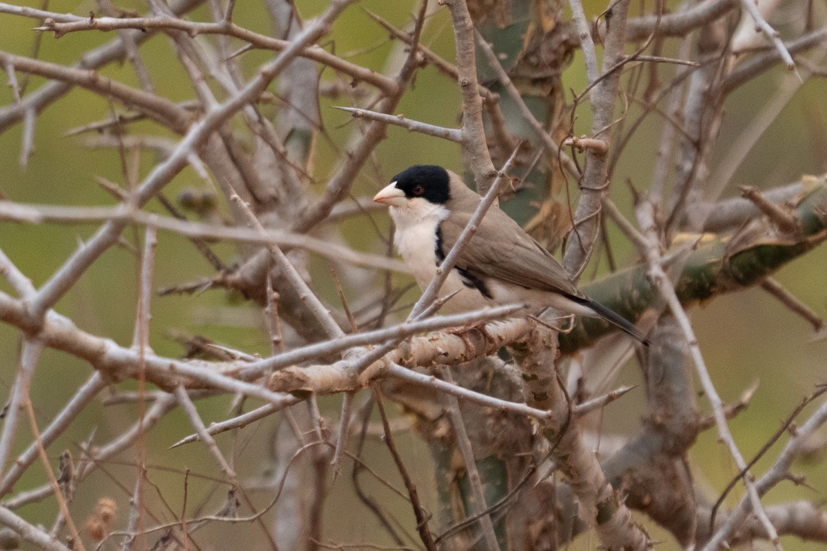 Black-capped Social-Weaver - ML640942793
