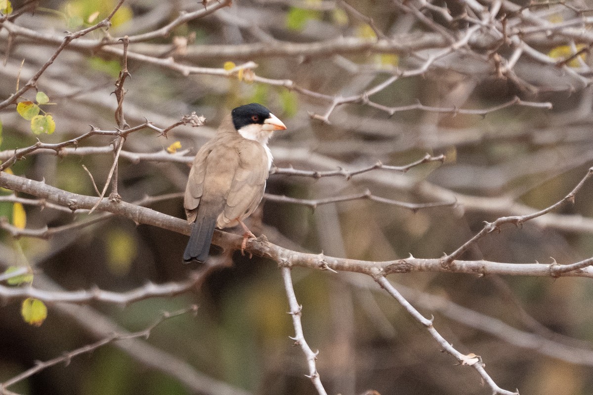 Black-capped Social-Weaver - ML640942794