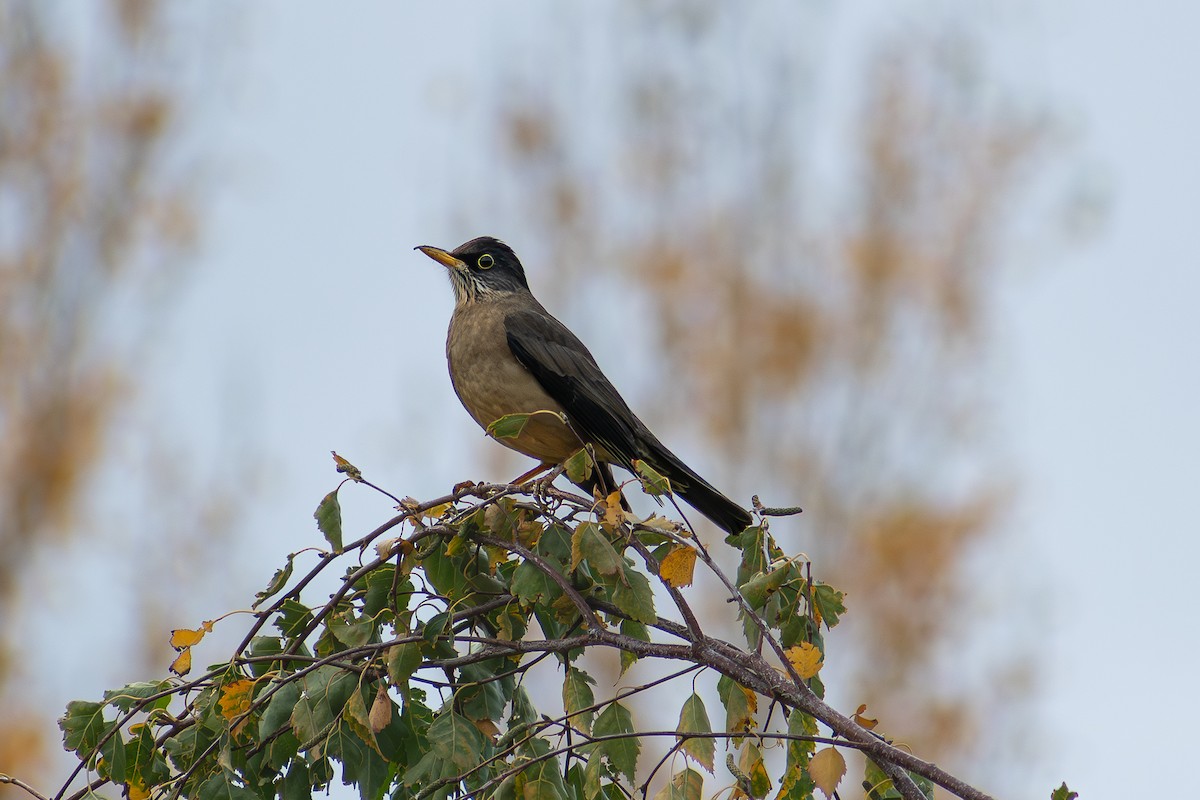 Austral Thrush - ML640942829